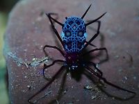 Skull? A better effort using UV on this tiny Cobweb Spider, showing intricate markings on the abdomen. Cobweb Spider,Malaysia,Pahang,Phoroncidia lygeana,Spider,Ultra Violet Light