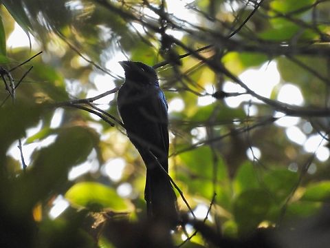 Lesser Racket-Tailed Drongo - Dicrurus remifer            Bird,Dicrurus remifer,Drongo,Lesser Racket-Tailed Drongo,Malaysia,Pahang