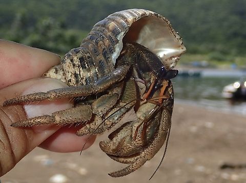 Hermit Crab -  Coenobita cavipes  Cagayan,Coenobita cavipes,Crab,Hermit Crab,North Luzon,Philippines,Santa Ana