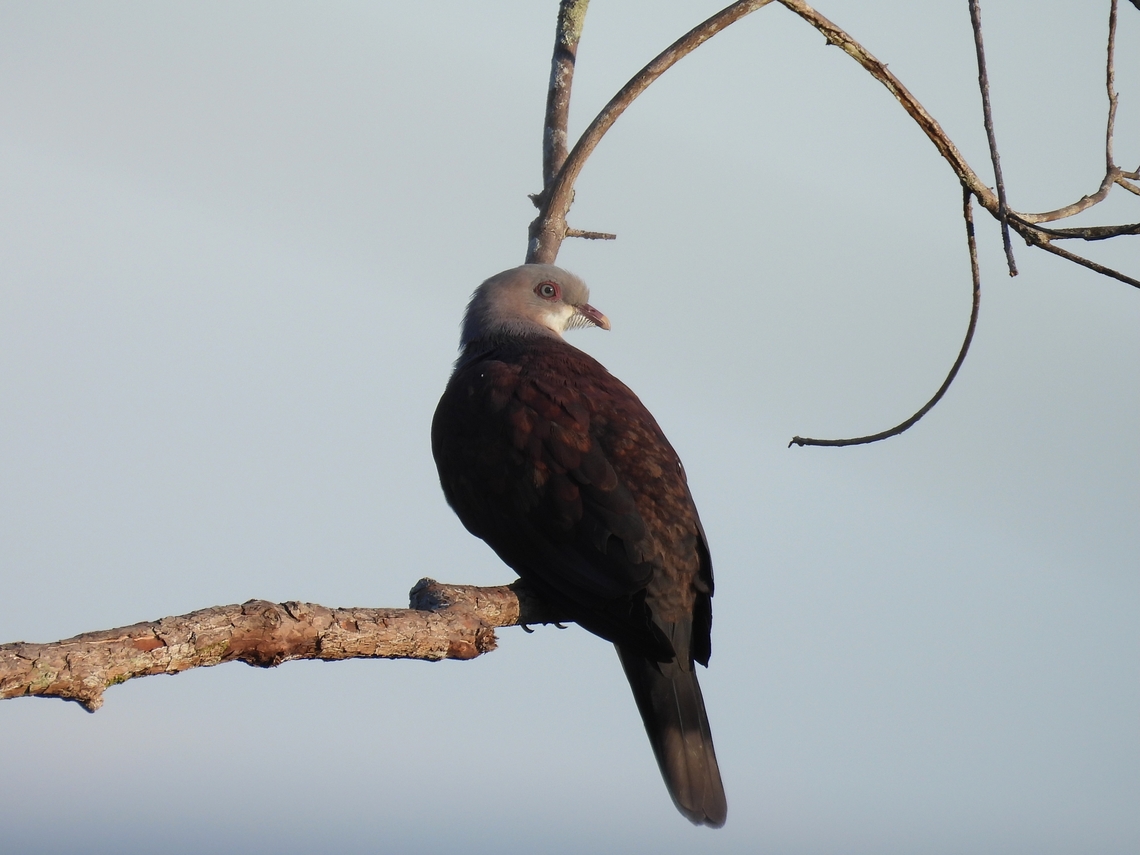 Mountain Imperial Pigeon - Ducula badia            Bird,Ducula badia,Malaysia,Mountain Imperial Pigeon,Pahang,Pigeon