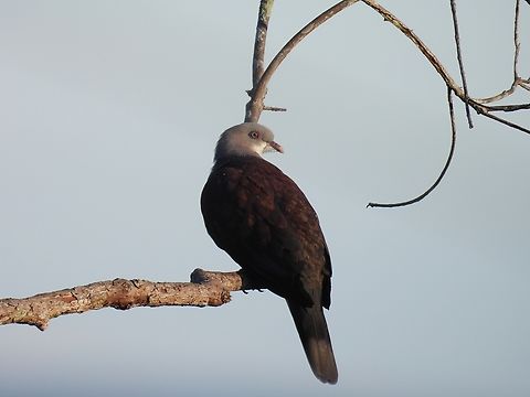 Mountain Imperial Pigeon - Ducula badia Bird,Ducula badia,Malaysia,Mountain Imperial Pigeon,Pahang,Pigeon