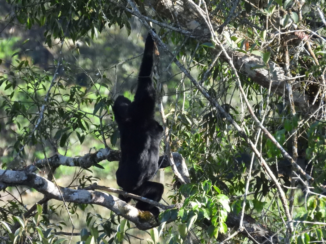 Siamang - Symphalangus syndactylus Spotted this Siamang while driving, quickly pulled the car over to try to take pics of them, they were a family of 3 - 2 adults + 1 baby/juvenile. They were quite high up in the canopy at least 30-40 meters height, but down at the valley and the road is nearly at 'eye level' with them. Unfortunately, they were hidden among the foliage, waited for an hour for them to come out in the open, this one was when it was moving around in a slightly open area. Malaysia,Pahang,Siamang,Symphalangus syndactylus