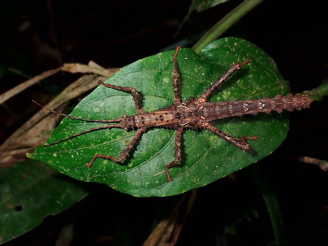 Phasmid/Stick Insect - Haaniella erringtoniae Male sub-adult Haaniella erringtoniae,Malaysia,Pahang,Phasmatodea,Phasmid,Phasmida,Stick Insect