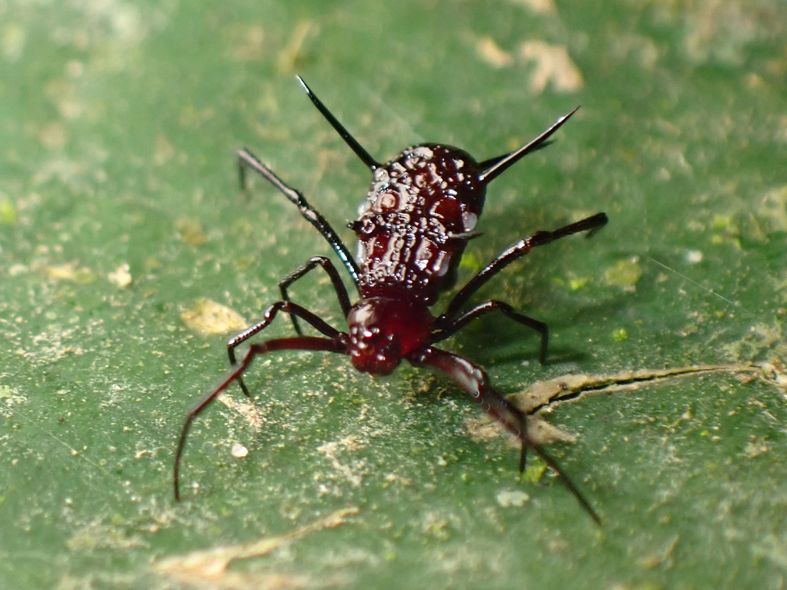 Cobweb Spider - Phoroncidia lygeana Under normal lighting, this tiny spider looks 'ordinary' except for the spines.<br />
But the markings on the abdomen shows up when under UV lighting.<br />
<br />
<figure class="photo"><a href="https://www.jungledragon.com/image/139798/skull.html" title="Skull?"><img src="https://s3.amazonaws.com/media.jungledragon.com/images/2994/139798_thumb.jpeg?AWSAccessKeyId=05GMT0V3GWVNE7GGM1R2&Expires=1769040010&Signature=wN7pmLJGVrBM4NfCnVDVMVzejBw%3D" width="200" height="150" alt="Skull? A better effort using UV on this tiny Cobweb Spider, showing intricate markings on the abdomen. Cobweb Spider,Malaysia,Pahang,Phoroncidia lygeana,Spider,Ultra Violet Light" /></a></figure> Cobweb Spider,Malaysia,Pahang,Phoroncidia lygeana,Spider