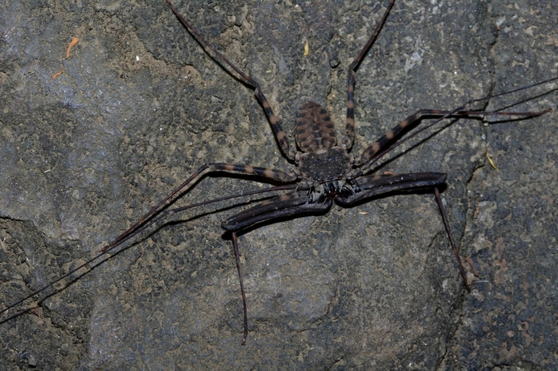 Tailess Whipscorpion - Charon grayi  Cagayan,Charon grayi,Philippines,Santa Ana,Tailess Whipscorpion,Whipscorpion