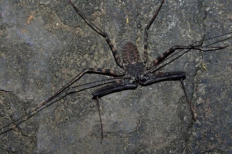 Tailess Whipscorpion - Charon grayi  Cagayan,Charon grayi,Philippines,Santa Ana,Tailess Whipscorpion,Whipscorpion