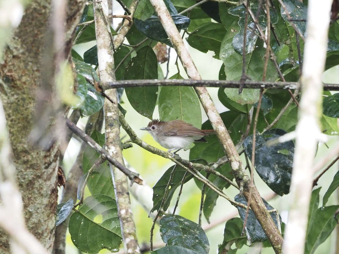 Sooty-Capped Babbler - Malacopteron affine  Babbler,Bird,Malacopteron affine,Malaysia,Sabah,Sooty-Capped Babbler