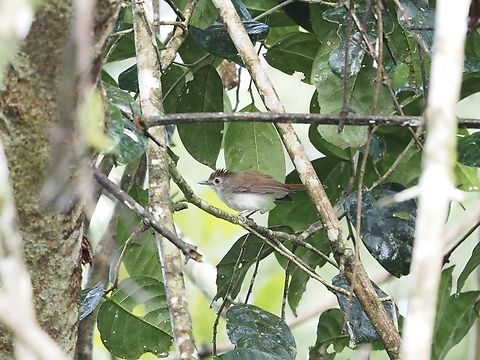 Sooty-Capped Babbler - Malacopteron affine  Babbler,Bird,Malacopteron affine,Malaysia,Sabah,Sooty-Capped Babbler