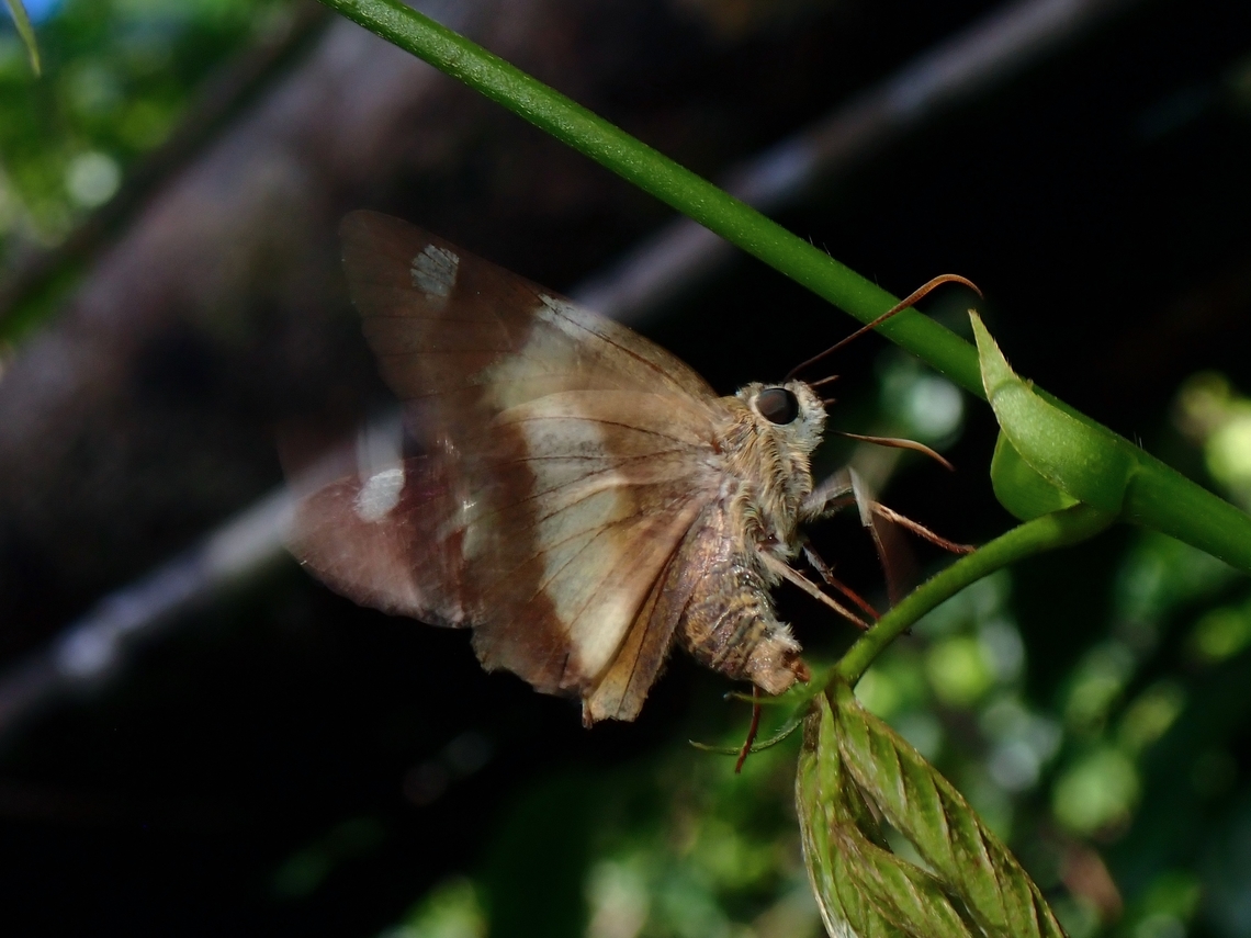 Yellow Banded Awl - Hasora schoenherr  Butterfly,Hasora schoenherr,Palawan,Philippines,Yellow Banded Awl