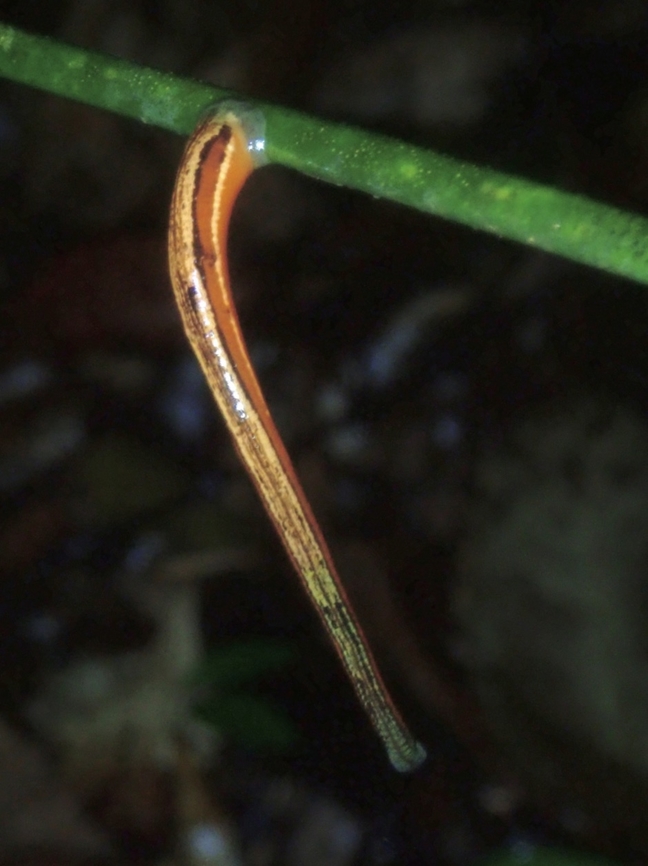 Leech - Haemadipsa guangchuanensis  Haemadipsa guangchuanensis,Leech,Palawan,Philippines