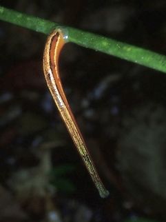 Leech - Haemadipsa guangchuanensis  Haemadipsa guangchuanensis,Leech,Palawan,Philippines