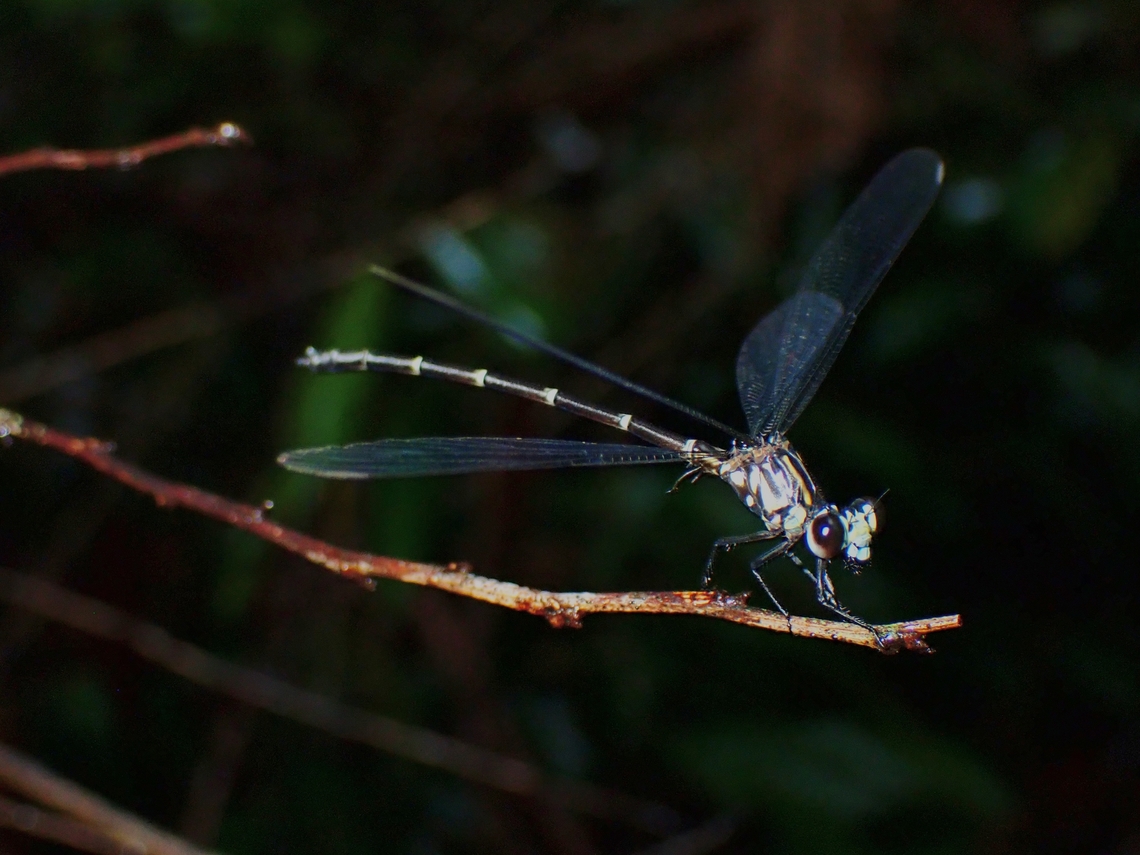 Damselfly - Cyclophaea cyanifrons  Cyclophaea cyanifrons,Damselfly,Palawan,Philippines