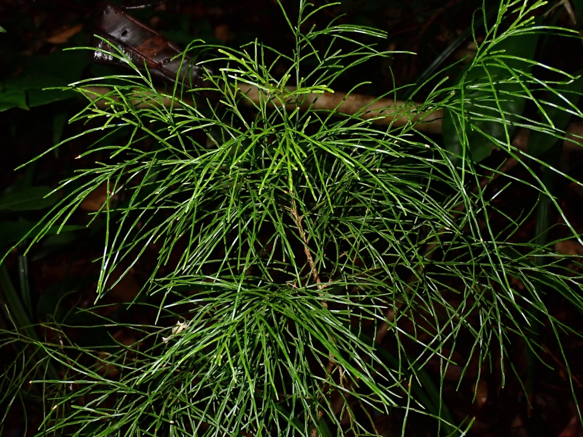 Casuarina - Gymnostoma rumphianum  Casuarina,Gymnostoma rumphianum,Palawan,Philippines,Plant