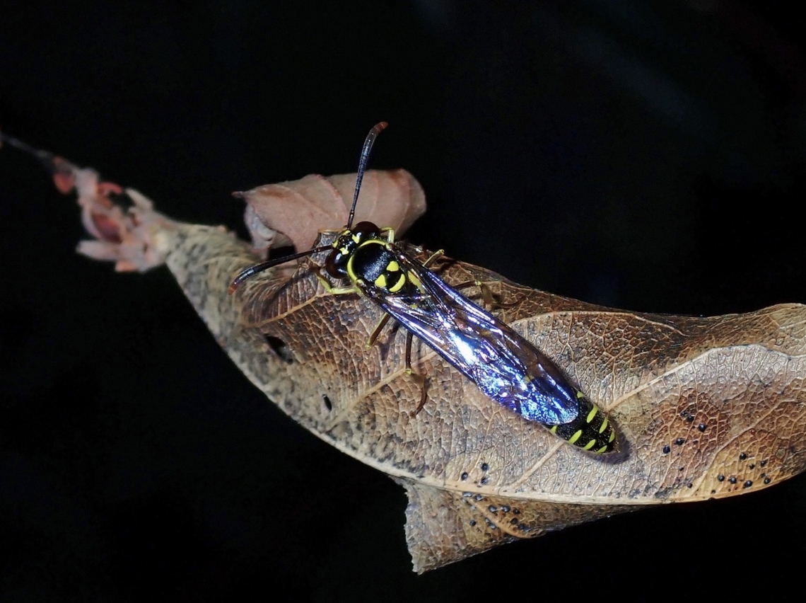 Hover Wasp - Eustenogaster micans  Eustenogaster micans,Hover Wasp,Malaysia,Penang,Wasp