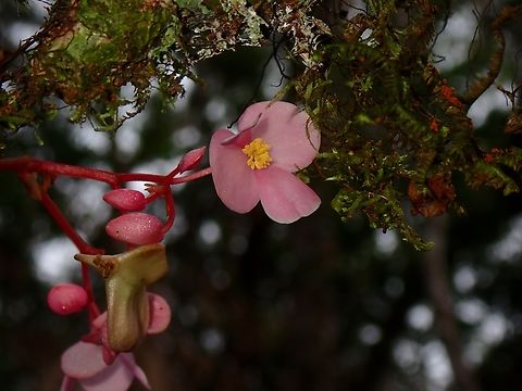 Begonia mindorensis  Begonia mindorensis,Palawan,Philippines