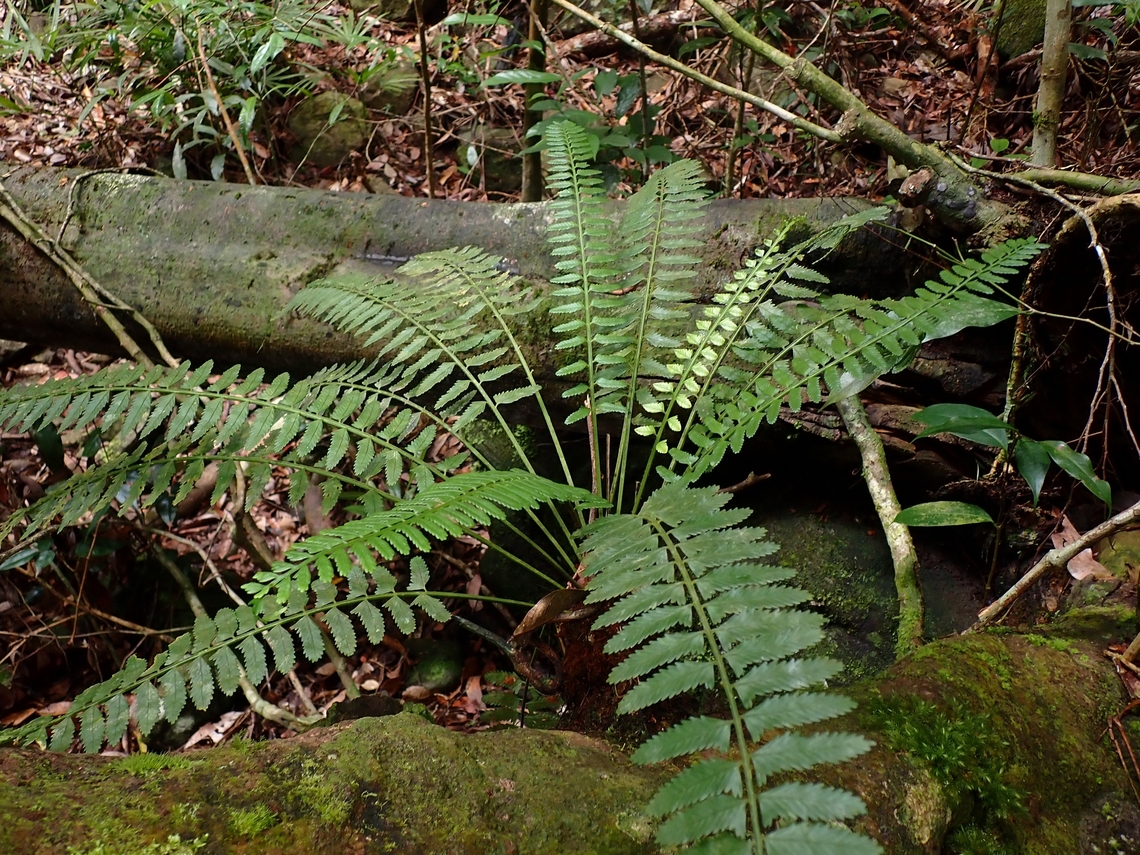 Fern - Asplenium tenerum  Asplenium tenerum,Fern,Palawan,Philippines
