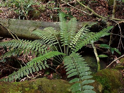 Asplenium tenerum