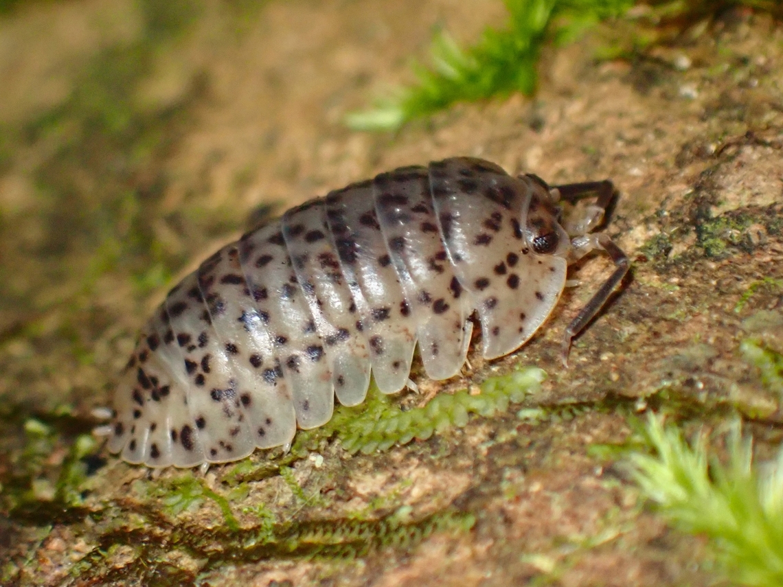 Woodlice - Adinda lamellata First observation of Family Scleropactidae. Adinda lamellata,Palawan,Philippines,Woodlice