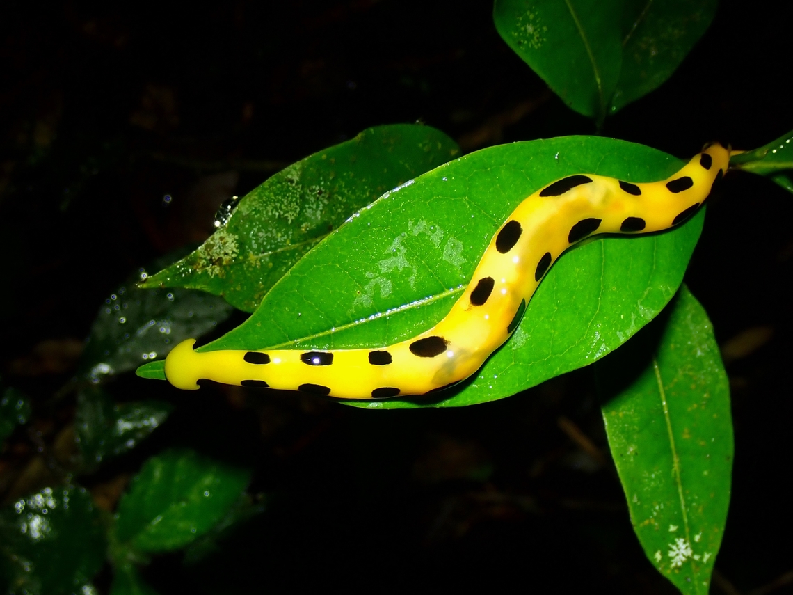 Hammerhead Worm - Diversibipalium catenatum  Diversibipalium catenatum,Hammerhead Worm,Palawan,Philippines