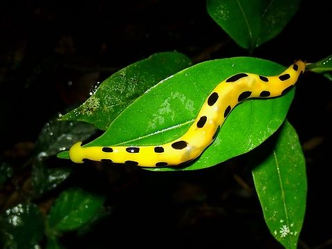 Hammerhead Worm - Diversibipalium catenatum  Diversibipalium catenatum,Hammerhead Worm,Palawan,Philippines