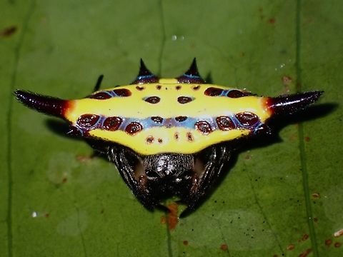 Spiny Orbweaver Spider - Gasteracantha hecata Minimal effects under UV lighting Gasteracantha hecata,Orbweaver Spider,Palawan,Philippines,Spider,Spiny Orbweaver Spider,Ultra Violet Light