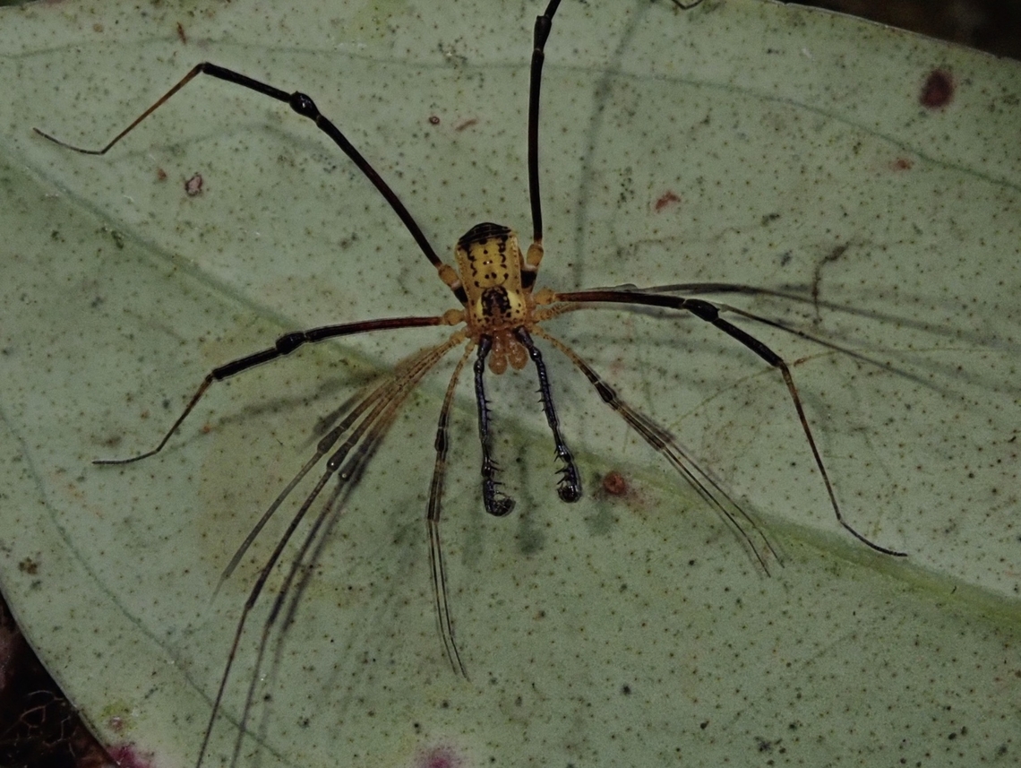 More than 8 legs? Feedback I received on the ID of this Harvestmen :<br />
<br />
&quot;There are many undescribed species of Paracrobunus in the Philippines. The described species which looks most closely the current observation is Paracrobunus similis Suzuki, 1982. It doesn&#039;t match 100% Suzuki&#039;s description though. We don&#039;t know how much the individual variation extends.&quot; Harvestmen,Palawan,Paracrobunus similis,Philippines