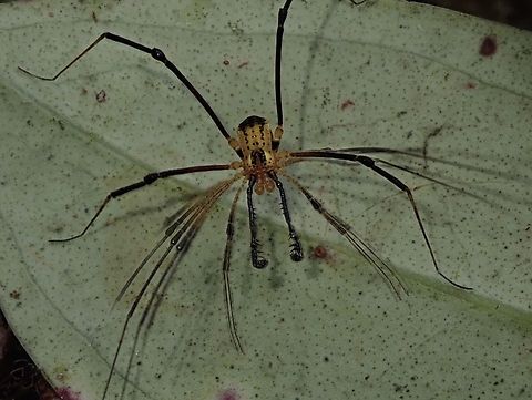 Paracrobunus similis