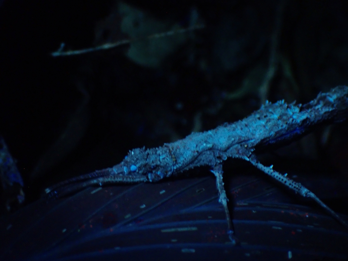 Blue Stick Phasmid/Stick Insect - Dares philippinensis, under UV lighting. Dares philippinensis,Palawan,Phasmatodea,Phasmid,Phasmida,Philippines,Stick Insect,Ultra Violet Light