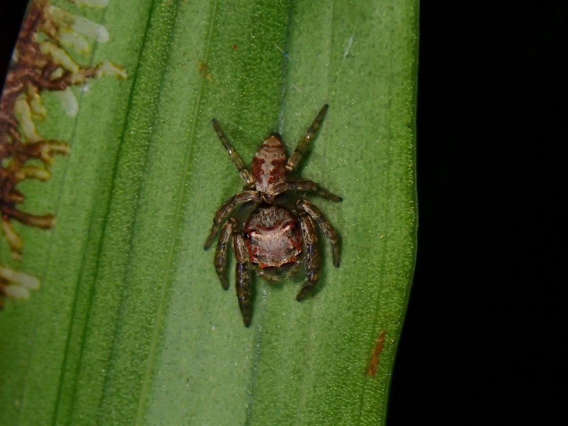 Jumping Spider - Emathis gombak  Emathis gombak,Jumping Spider,Palawan,Philippines,Spider