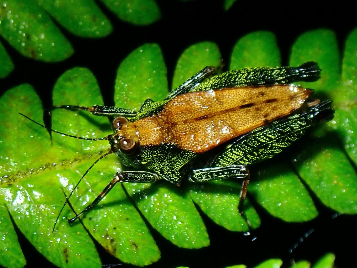 Pygmy Grasshopper - Bolivaritettix palawanicus Pygmy Grasshopper from high elevation mossy forest. Bolivaritettix palawanicus,Grasshopper,Palawan,Philippines,Pygmy Grasshopper