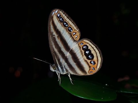 Beauty! The name - maganda in local Tagalog language means beautiful. Butterfly,Palawan,Philippines,Ragadia maganda