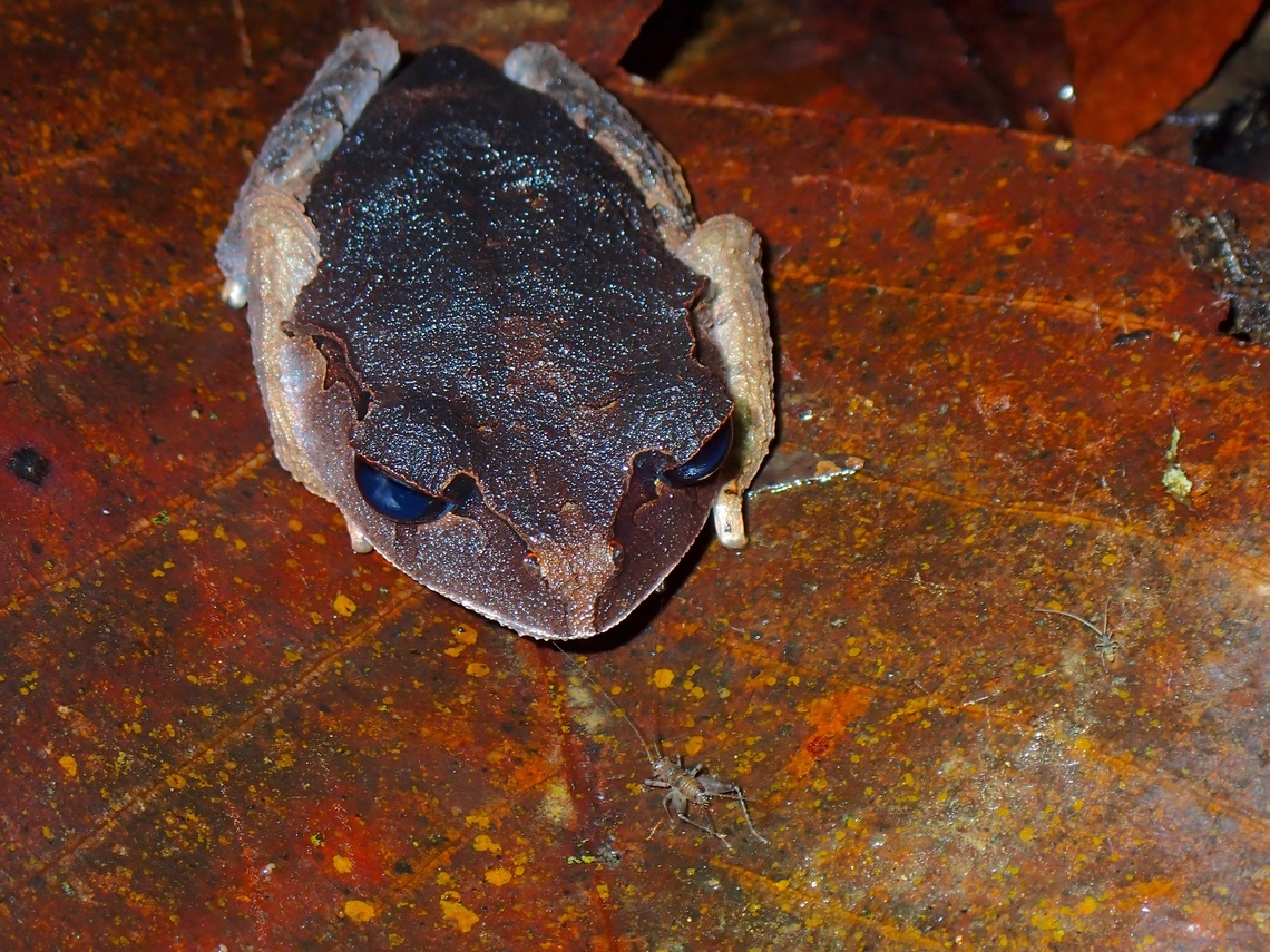 Gonna eat you! This Toad is endemic to the island of Palawan, Philippines and is named after the local tribe - Tagbanua. Leptobrachium tagbanorum,Palawan,Palawan Spadefoot Toad,Philippines,Toad