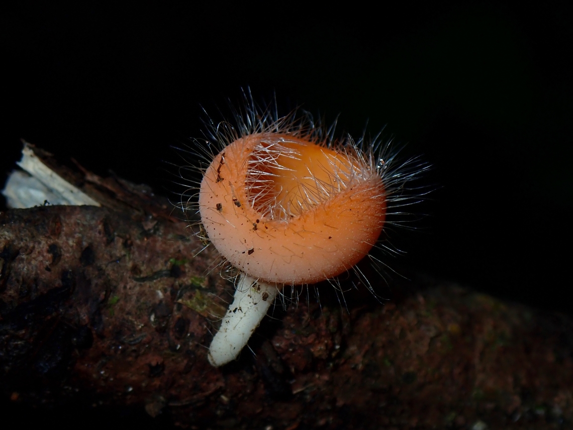 Bristly Tropical Cup - Cookeina tricholoma  Bristly Tropical Cup,Cookeina tricholoma,Fungi,Palawan,Philippines