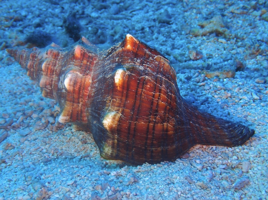 Trapezium Horse Conch - Pleuroploca trapezium  Cebu,Conch,Malapascua,Philippines,Pleuroploca trapezium