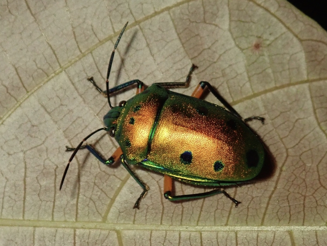 Jewel Bug - Calliphara nobilis  Calliphara nobilis,Jewel Bug,Palawan,Philippines