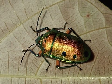Jewel Bug - Calliphara nobilis  Calliphara nobilis,Jewel Bug,Palawan,Philippines