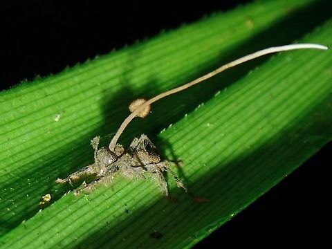 Parasitic Fungus - Ophiocordyceps unilateralis  Fungus,Ophiocordyceps unilateralis,Palawan,Parasitic Fungus,Philippines