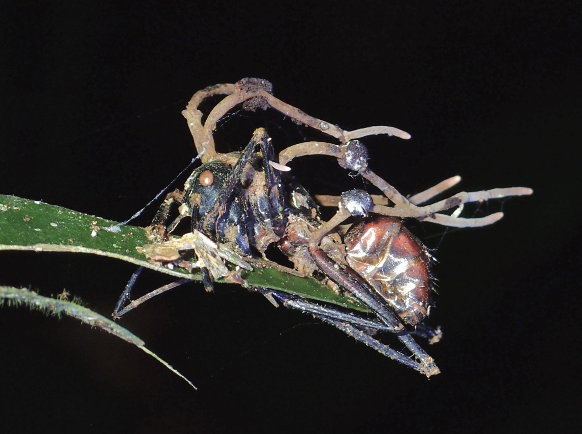 Parasitic Fungus - Ophiocordyceps unilateralis  Fungus,Malaysia,Ophiocordyceps unilateralis,Parasitic Fungus,Sabah