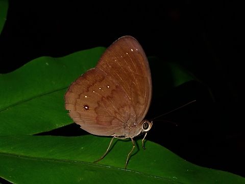 Common Faun - Faunis canens Butterfly,Common Faun,Faunis canens,Palawan,Philippines