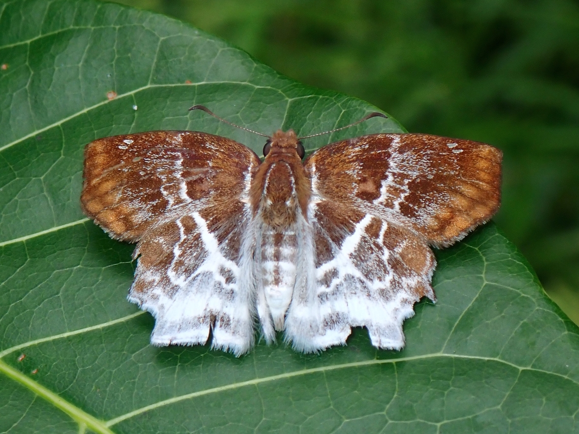 Banded Angle - Odontoptilum pygela  Banded Angle,Butterfly,Odontoptilum pygela,Palawan,Philippines
