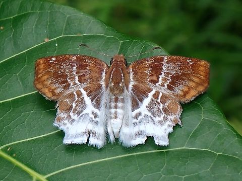 Banded Angle - Odontoptilum pygela  Banded Angle,Butterfly,Odontoptilum pygela,Palawan,Philippines
