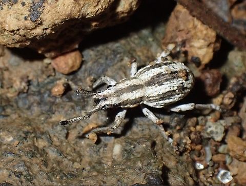 Broad-Nosed Weevil - Episomus lentus  Abra,Broad-Nose Weedvil,Episomus lentus,Philippines