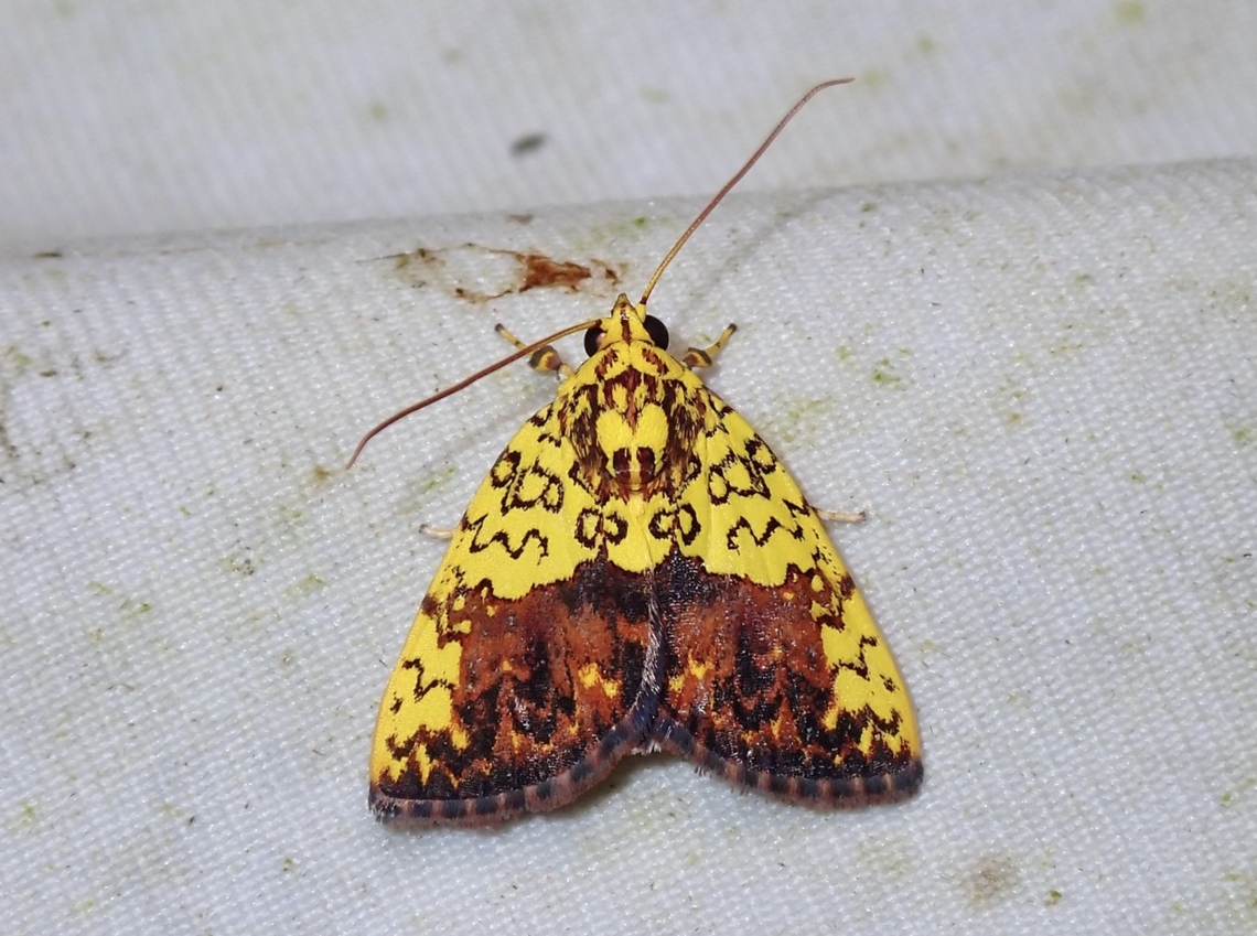 Tufted Moth - Siglophora bella  Malaysia,Moth,Sabah,Siglophora bella,Tufted Moth