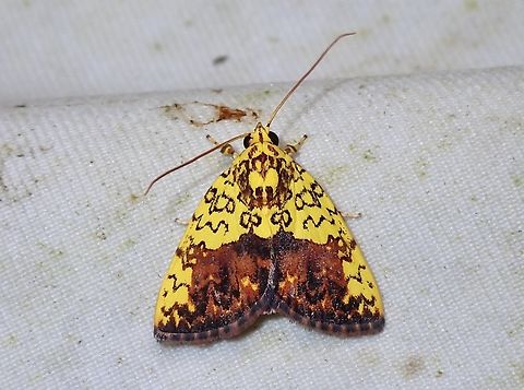 Tufted Moth - Siglophora bella  Malaysia,Moth,Sabah,Siglophora bella,Tufted Moth