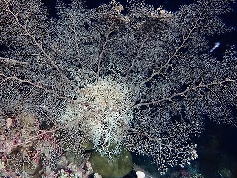 Naked Basket Star - Astroboa nuda  Astroboa nuda,Basket Star,Cebu,Moal-Boal,Naked Basket Star,Philippines