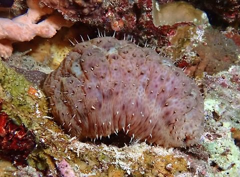 Night-Wandering Sea Cucumber  Cebu,Moal-Boal,Night-Wandering Sea Cucumber,Philippines,Sea Cucumber,Stichopus noctivagus