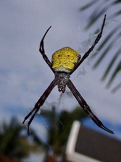Garden Orbweave Spider - Argiope appensa  Argiope appensa,Cebu,Garden Orbweaver Spider,Hawaiian Garden Spider,Moal-Boal,Orbweaver Spider,Philippines,Spider