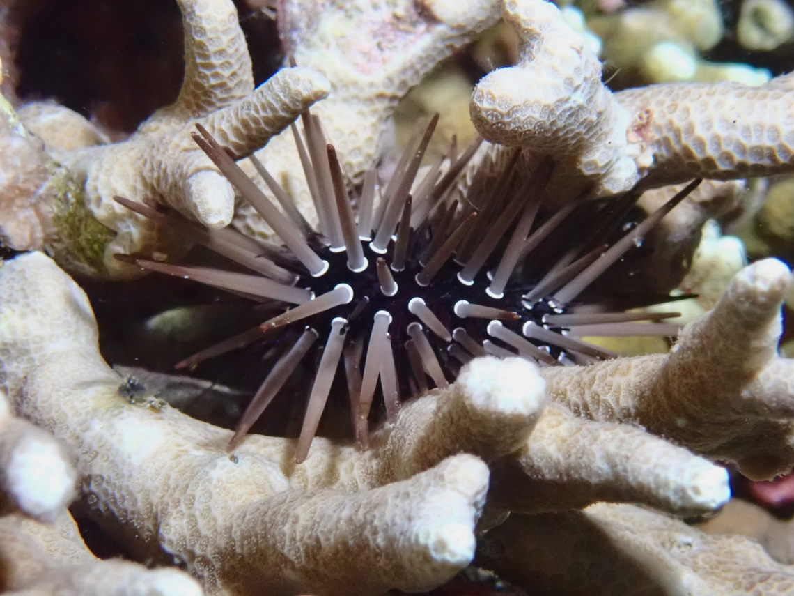 Sea Urchin - Parasalenia gratiosa  Cebu,Moal-Boal,Parasalenia gratiosa,Philippines,Sea Urchin