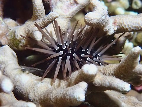 Sea Urchin - Parasalenia gratiosa  Cebu,Moal-Boal,Parasalenia gratiosa,Philippines,Sea Urchin