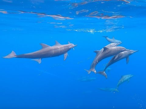 Spinner Dolphins - Stenella longirostris  Cebu,Dolphin,Moal-Boal,Philippines,Spinner Dolphin,Stenella longirostris